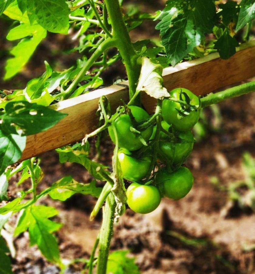 Finca El Trazo Tacoronte Eksteriør bilde